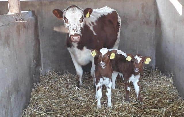 The two beautiful calves born on Christmas Day at Tannaghmore Rare Breeds Animal Farm along with their very proud mother