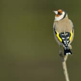 Birds are often hungry during winter months