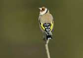 Big Garden Birdwatch, the world’s largest garden wildlife survey, returns on January 29-31: www.rspb.org.uk/birdwatch