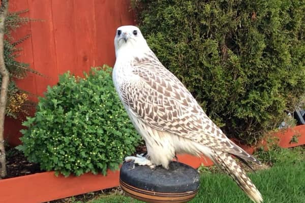 The falcon has been missing since January 8.