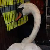 The swan is to be released today.