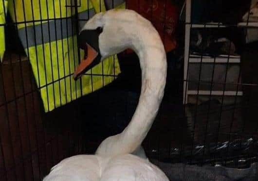 The swan is to be released today.