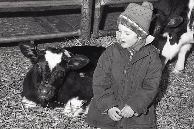 William Maxwell from Downpatrick makes friends with one of the calves at the Northern Ireland Belgian Blue Club's show and sale at the Automart, Portadown, in December 1990. Picture: Randall Mulligan/Farming Life archives