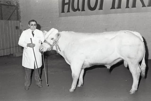 The reserve champion, Lawns Fiesta ET, a November 1988 bull exhibited by Glenavy Belgian Blue Herd at the Northern Ireland Belgian Blue Club's show and sale at the Automart, Portadown, in December 1990. At the halter is Robert Johnston. Picture: Randall Mulligan/Farming Life archives
