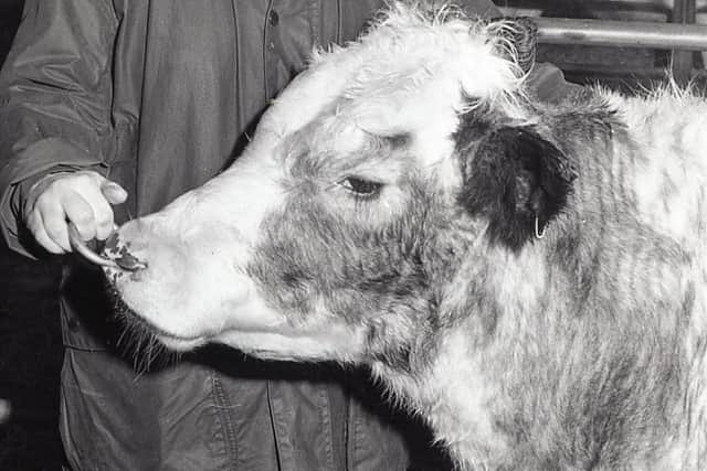 June Davis from Ballynahinch, with her Belgian Blue at the Northern Ireland Belgian Blue Club's show and sale at the Automart, Portadown, in December 1990. Picture: Randall Mulligan/Farming Life archives