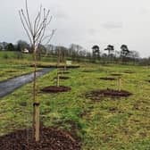 One hundred Sakura cherry trees have been planted at Ahoghill New Park