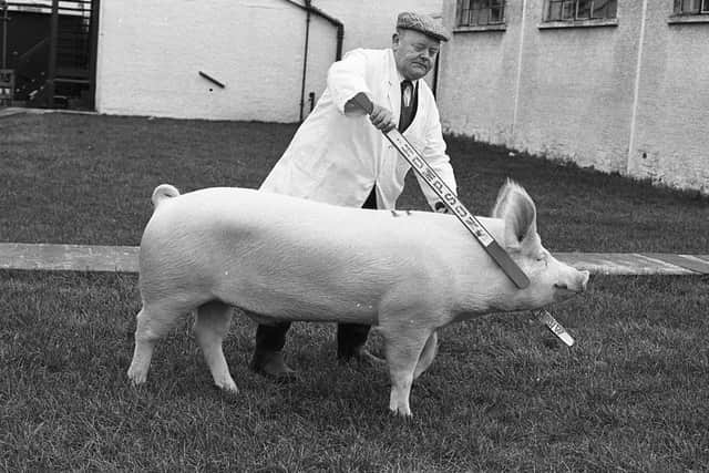 Mr Hubert Gabbie from Crossgar, Co Down, with one of his Large White prize winners at the Balmoral spring show and sale in February 1982. Picture: Farming Life archives