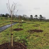 One hundred Sakura cherry trees have been planted at Ahoghill New Park