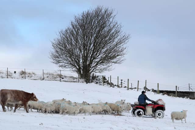 Farmer Peter Laidlaw from Craigannet Farm at Carronvalley feeding his sheep and cows as bitterly cold winds continue to grip much of the nation