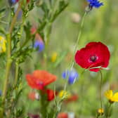 Poppies