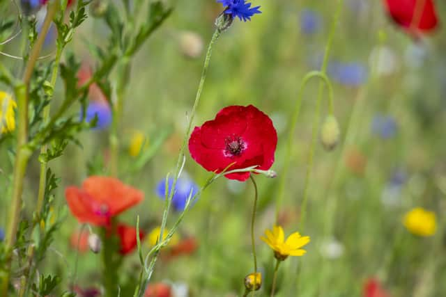 Poppies