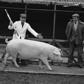 Mr Robert Overend from Bellaghy, Co Londonderry, with his Landrace supreme champion at the Balmoral spring show and sale in February 1982. Picture: Farming Life archives