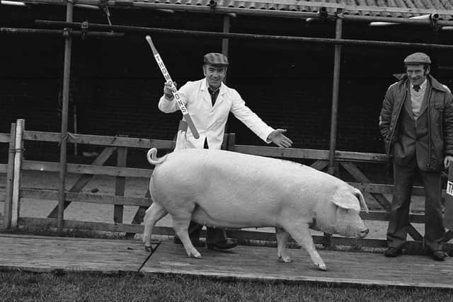 Mr Robert Overend from Bellaghy, Co Londonderry, with his Landrace supreme champion at the Balmoral spring show and sale in February 1982. Picture: Farming Life archives