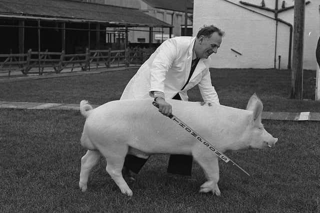 Mr Alfie Martin from Aldergrove, Co Antrim, with his Large White boar at the Balmoral spring show and sale in February 1982. Picture: Farming Life archives