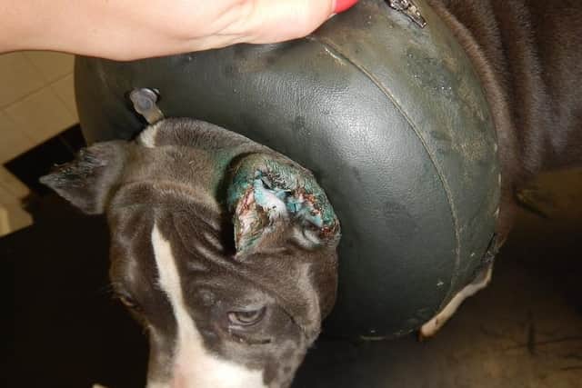 The American Bully Puppy, which was approximately 10 weeks old, showed evidence that a prohibited procedure had been carried out on its ears.