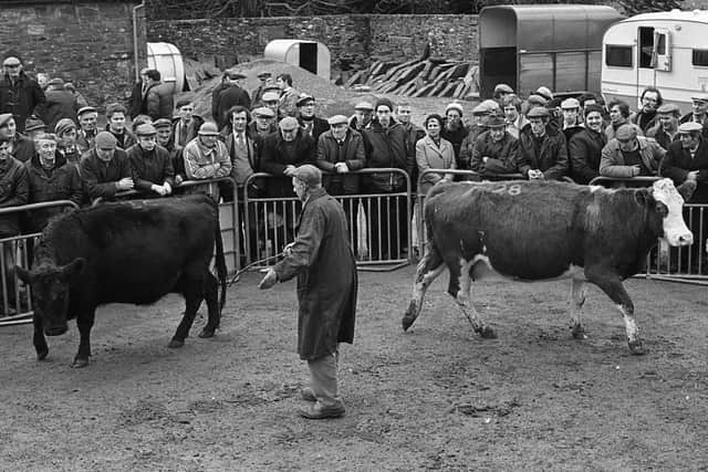 The dispersal of one of Northern Ireland’s leading suckler herds – the breeding herd of Dicksons Farm Ltd, Downpatrick – attracted buyers from all over the province to the sale at Castle Ward in February 1982, reported Farming Life. The 175 cows and heifers, mainly Aberdeen Angus-Simmental crosses, sold to up to £590 for the early calvers. The Simmental stock sires sold to up to £930. The auctioneer for the sale was Mr Sydney Mawhinney of Lisburn and Saintfield Livestock Mart. Some of the cows from the Dickson Farms herd which were dispersed at Castle Ward in February 1982. Picture: Trevor Dickson/Farming Life archives