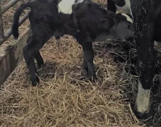 The calf has two extra legs protruding from its shoulders