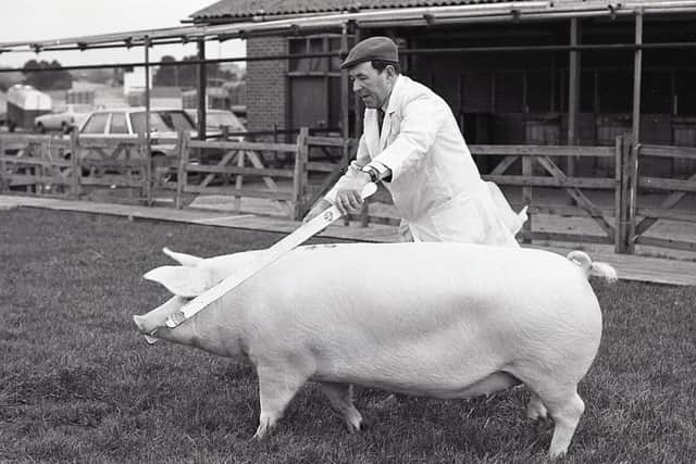 Mr James Gabbie from Crossgar, Co Down, with his Landrace reserve champion gilt at the Balmoral show and sale in February 1982. Picture: Randall Mulligan/Farming Life archives