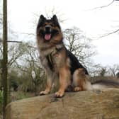 Kaiser is a stunning five-year-old German Shepherd cross