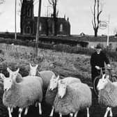 The famed Dervock preacher, sheepbreeder and storyteller the Reverend Robert John McIlmoyle with one of his 'flocks'. His other 'flock' was his congregation at Knockavallen. He was for a long time minister at the Reformed Presbyterian Church at Knockavallen