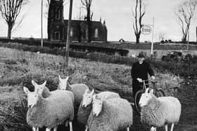 The famed Dervock preacher, sheepbreeder and storyteller the Reverend Robert John McIlmoyle with one of his 'flocks'. His other 'flock' was his congregation at Knockavallen. He was for a long time minister at the Reformed Presbyterian Church at Knockavallen