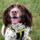 Bruno is a beautiful Spaniel who loves people