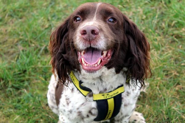 Bruno is a beautiful Spaniel who loves people