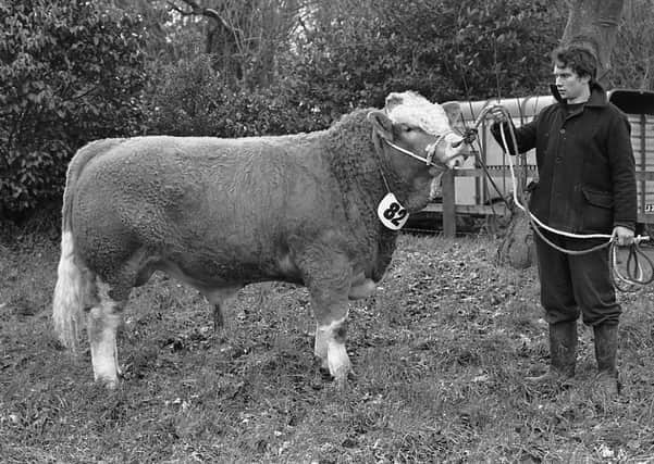 The outstanding Simmental bull of Joe Campbell from Strabane, Co Tyrone, which was top of the breed performance test at at Loughgall, Co Armagh, in February 1982. Picture: Farming Life archives