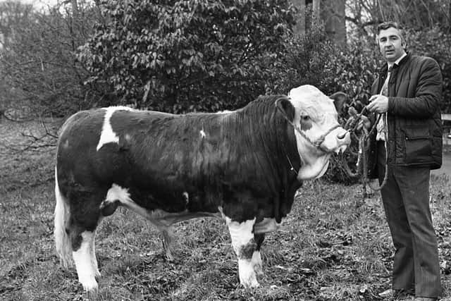 Mr Cecil McIlwaine from Newtownstewart, Co Tyrone, with his Simmental bull which was placed second in the beef performance test at Loughgall, Co Armagh, in February 1982. Picture: Farming Life archives