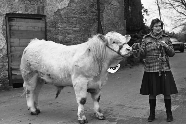 Mrs S Hall from Strabane, Co Tyrone, with her Charolais bull, which was second in the Loughgall performance test in February 1982. Picture: Farming Life archives