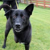 Saffy is a sweet, four-year-old Labrador cross, searching for her special family.