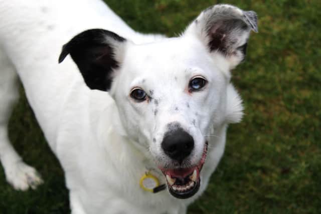 Casper is a wonderful boy who loves his home comforts and playing with a ball