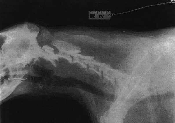 The embedded fish hook is visible in this X-ray of the dog before it was removed in an emergency surgical procedure