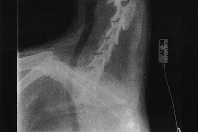 The embedded fish hook is visible in this X-ray of the dog before it was removed in an emergency surgical procedure