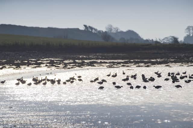 Flock of brent geese at Strangford Lough, County Down