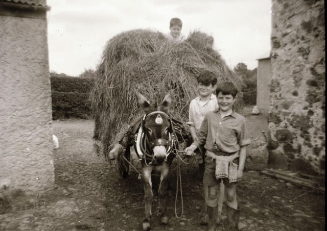 Many thanks to Farming Life reader Jonathan McCullough for sending this brilliant old photograph. Jonathan writes: “Pictured at the front is Raymond Uprichard farming in the 1960s in Corceeny, using his donkey, which he did until a tractor became available. Also behind him, his brother Dynes, and Philip Smyth on top of the hay cart.” If you have an old farming photograph that you would like to share with Farming Life, get in touch via email at darryl.armitage@jpimedia.co.uk