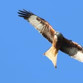 Red Kites are distinctive reddish brown birds with black wingtips, silver grey heads and slender wings. They can measure up to five-and-a-half feet in length with a distinctive V-shaped tail. Photo: RSPB