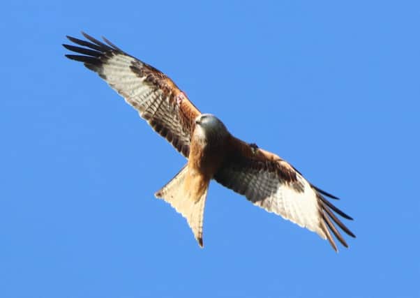 Red Kites are distinctive reddish brown birds with black wingtips, silver grey heads and slender wings. They can measure up to five-and-a-half feet in length with a distinctive V-shaped tail. Photo: RSPB