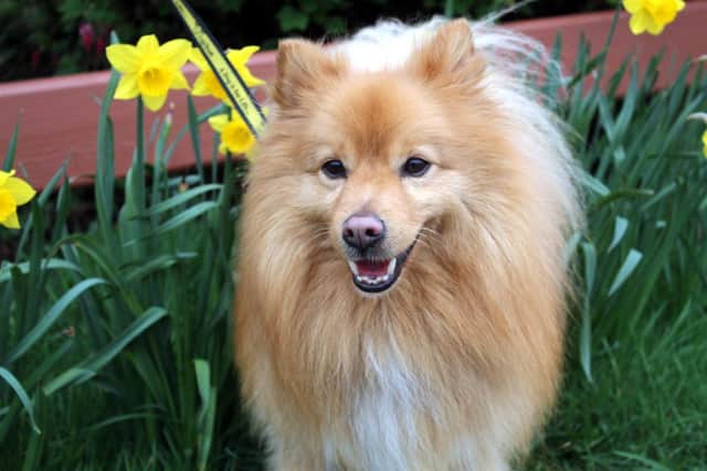 Pomeranian Cody is a lively, friendly young boy who enjoys playing with his toys and going out for walks