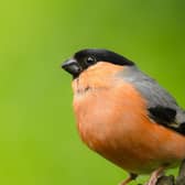 RSPB NI is appealing to people to be extra careful when tending to gardens from now on – and not to touch any birds’ nests in or on houses