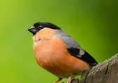 RSPB NI is appealing to people to be extra careful when tending to gardens from now on – and not to touch any birds’ nests in or on houses