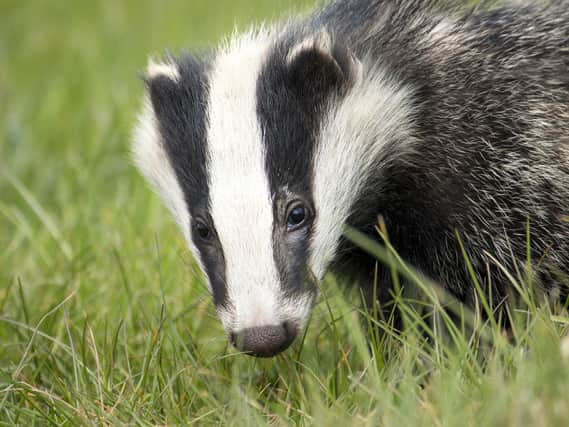 Police are investigating a report that a badger sett was damaged in Mallusk.  Image: Andy Ballard/Pixabay