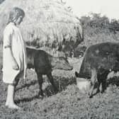 A lovely old photograph of Moira McAfee, aged 9, from Aghadowey, Co Londonderry, feeding calves in the Stack Garden in Drumale. Picture taken on July 13th 1926. Picture sent in by Farming Life reader Marcella McAuley