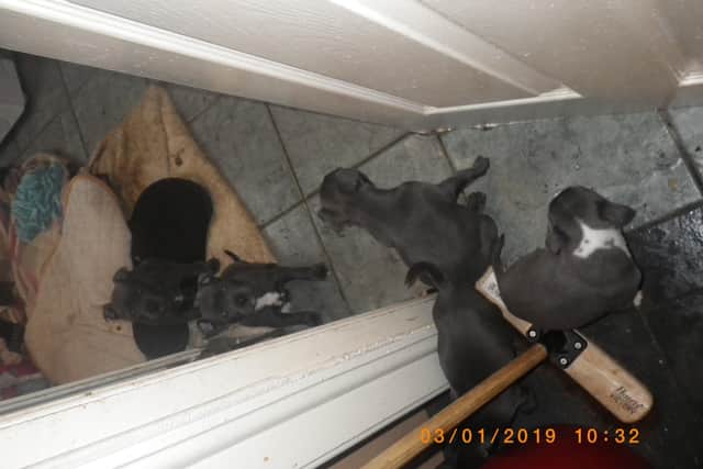 Pups were found in squalid conditions