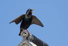 Be an early bird and join the Breakfast Birdwatch