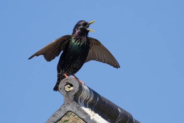 Be an early bird and join the Breakfast Birdwatch
