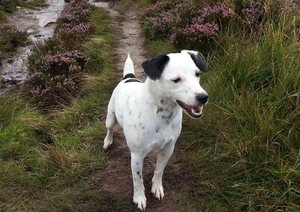 Pictured is rescue dog Poppy, who now enjoys her daily walks close to home while her owner always disposes of dog foul properly