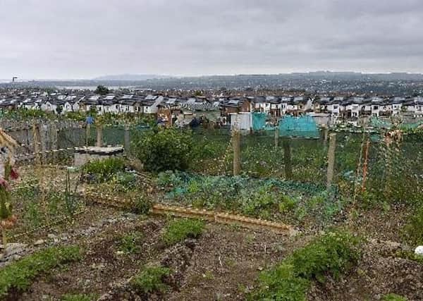 Allotments. Archive pic.