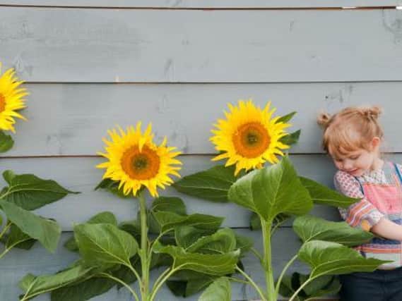 The council is asking residents to grow their sunflowers in their garden and post their progress online.