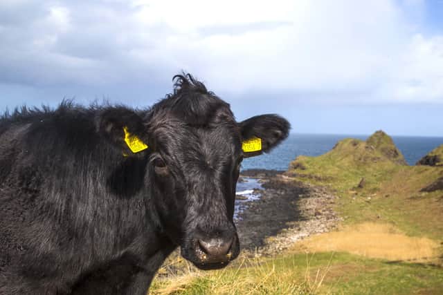 Dexter cattle have been introduced by the National Trust to help boost populations of wildflowers, insects and even a rare micro-snail at the Giants Causeway UNESCO World Heritage Site.Pic Steven McAuley/McAuley Multimedia